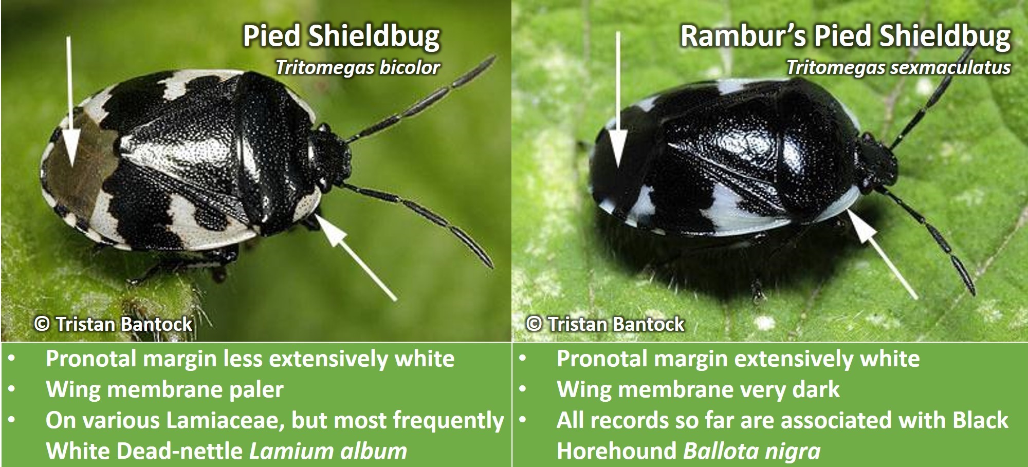 Pied Shieldbugs ID