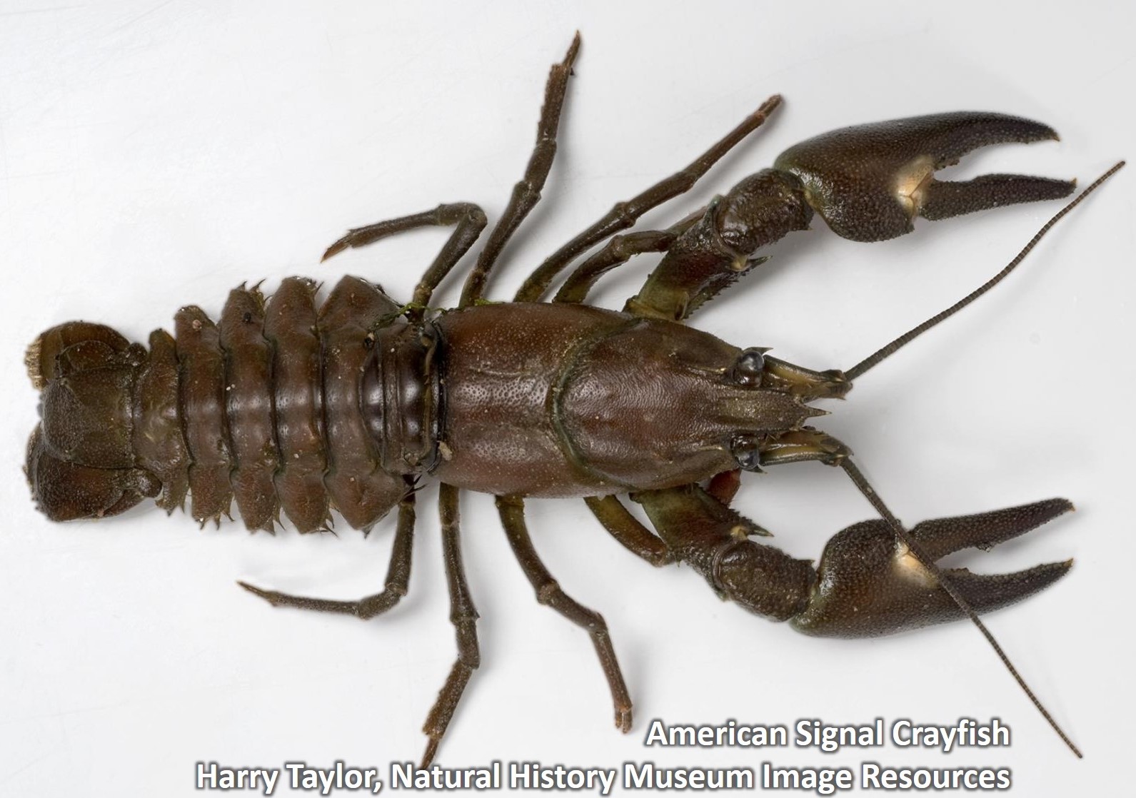 American Signal Crayfish