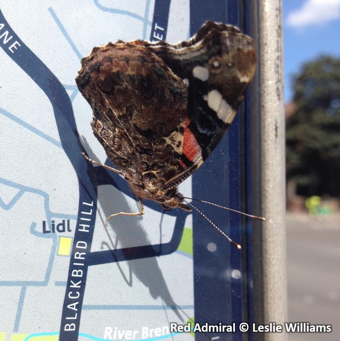Red Admiral on bus stop map