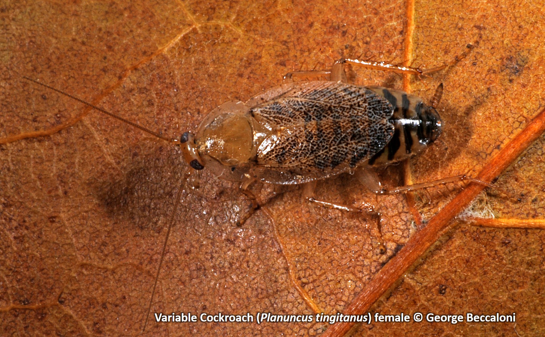 Variable Cockroach female