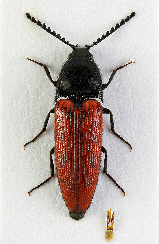 A. rufipennis