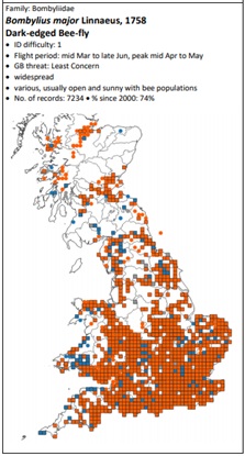 the UK distribution of Bombylius major