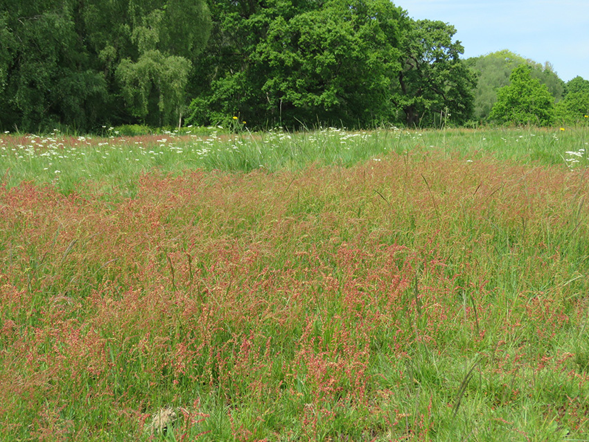          photo of grassy habitat at Hampstead Heath with red and white wildflowers and grasses                      