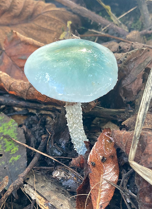 Photo of a pale blue mushroom