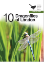 10 Dragonflies in London