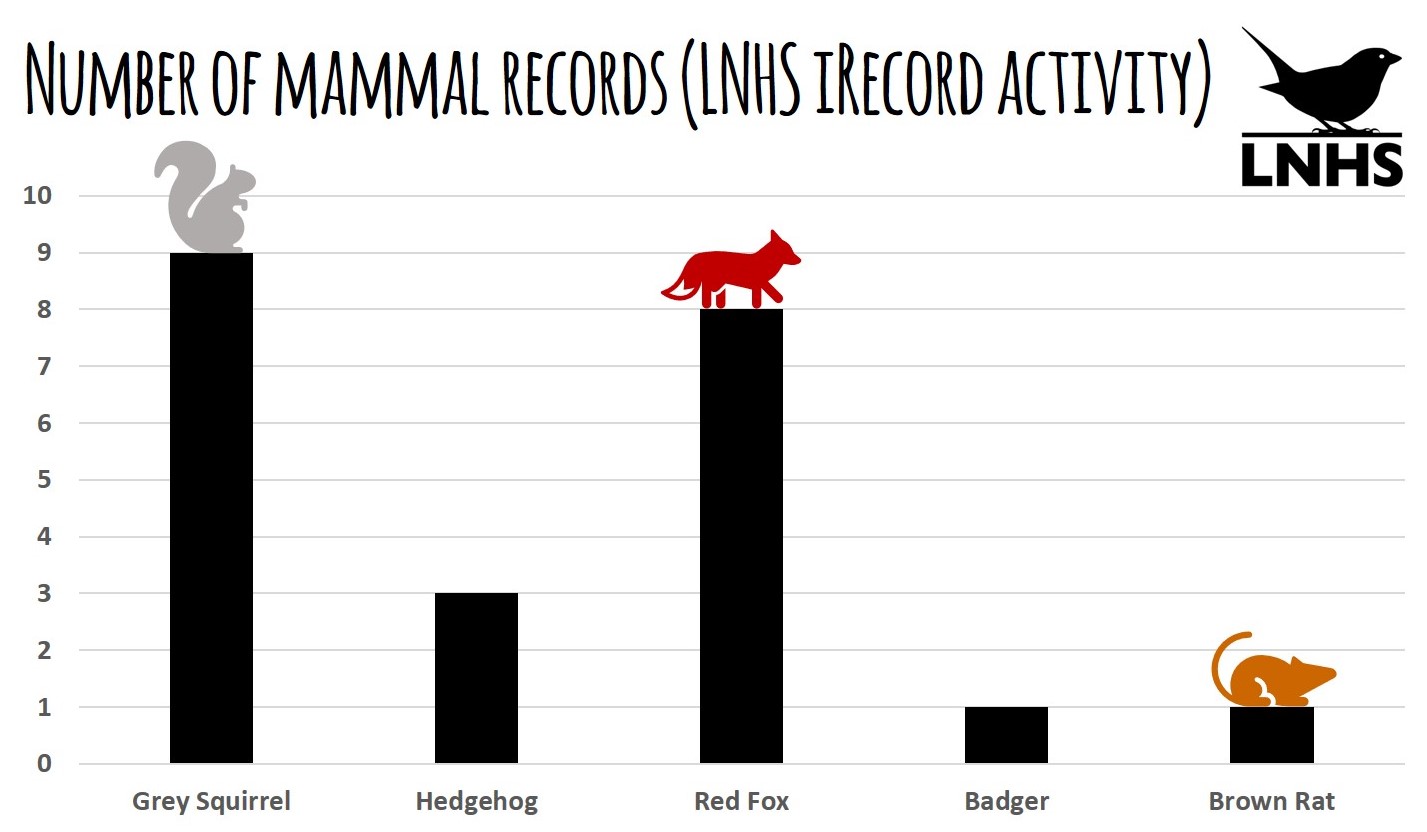 Mammal records 29.08.20